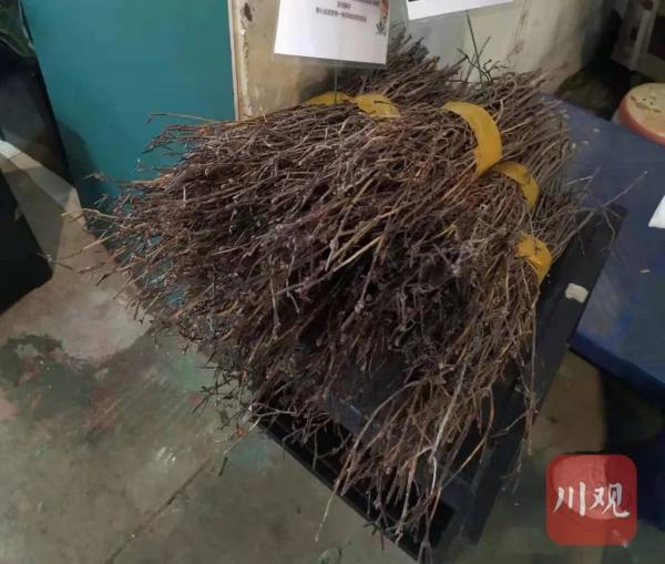 2020年成都花卉市場_成都花卉市場的貨源在哪里進的_成都花卉市場