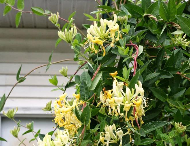 四季開花爬藤_開花四季花爬藤好嗎_一年四季開花的爬藤花