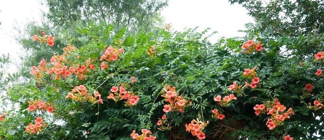 一年四季開花的爬藤花_開花四季花爬藤好嗎_四季開花爬藤