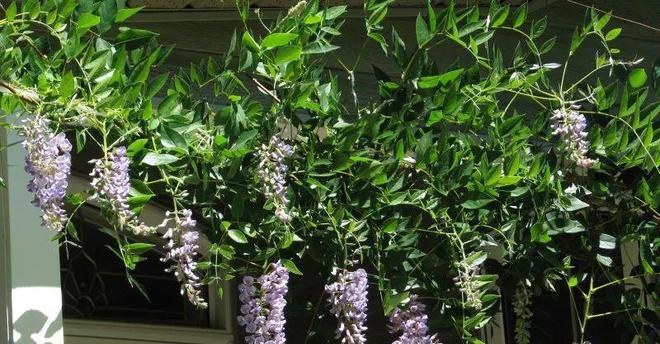 一年四季開花的爬藤花_開花四季花爬藤好嗎_四季開花爬藤