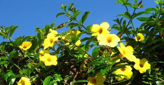四季開花爬藤_開花四季花爬藤好嗎_一年四季開花的爬藤花