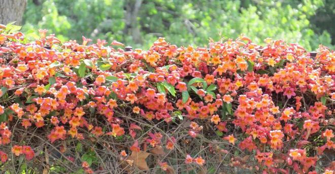 四季開花爬藤_開花四季花爬藤好嗎_一年四季開花的爬藤花