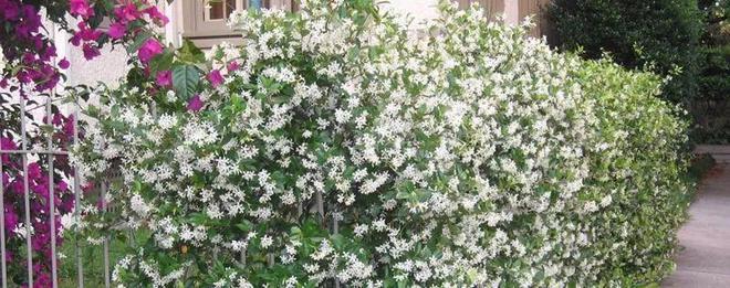 一年四季開花的爬藤花_四季開花爬藤_開花四季花爬藤好嗎