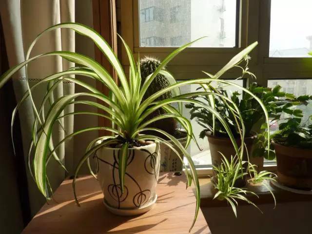 養綠植家里會有蟲子嗎_養綠植家里有好多小黑蟲_家里好養的綠植