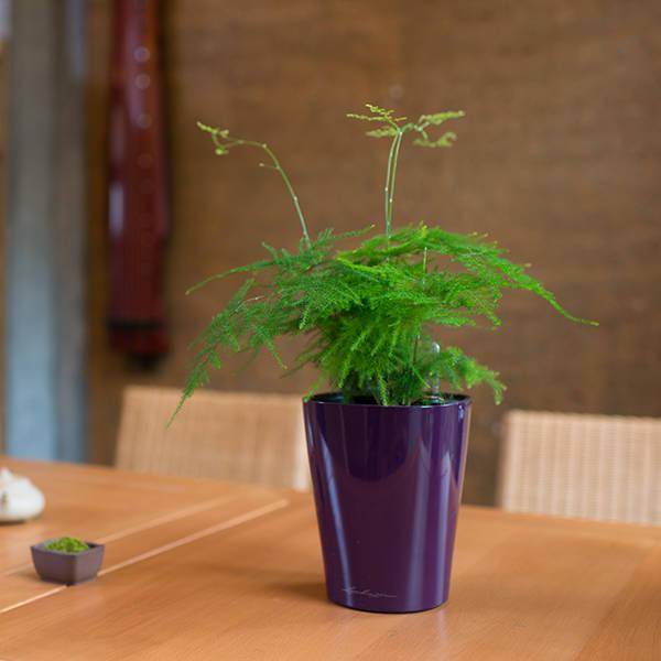 養綠植家里有好多小黑蟲_養綠植家里會有蟲子嗎_家里好養的綠植