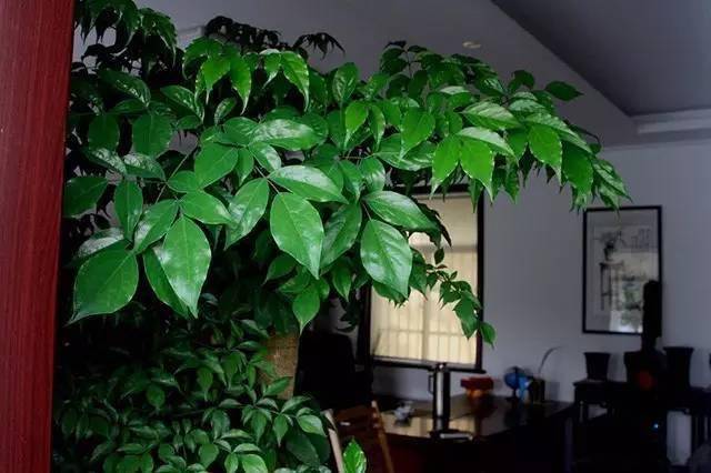 家里好養的綠植_養綠植家里有好多小黑蟲_養綠植家里會有蟲子嗎