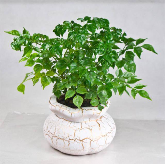 養綠植家里會有蟲子嗎_家里好養的綠植_養綠植家里有好多小黑蟲