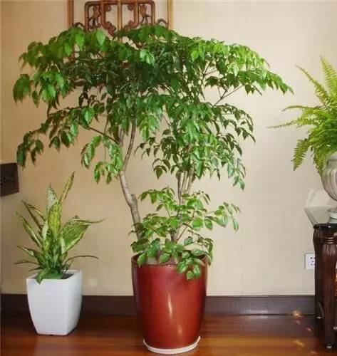 養綠植家里會有蟲子嗎_養綠植家里有好多小黑蟲_家里好養的綠植