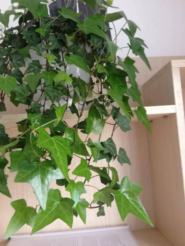 養綠植家里有好多小黑蟲_養綠植家里會有蟲子嗎_家里好養的綠植