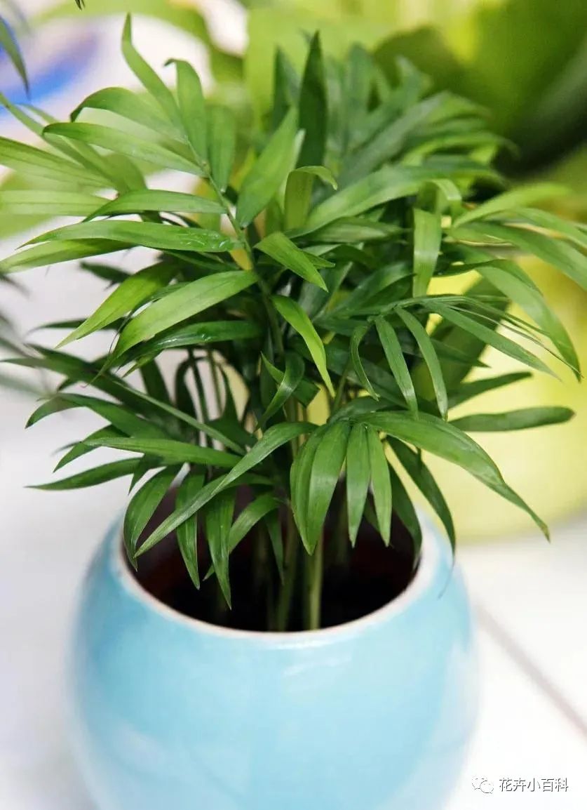 1種綠植適合冬季客廳養(yǎng)，清新空氣效果好，美觀大方，養(yǎng)起來簡單