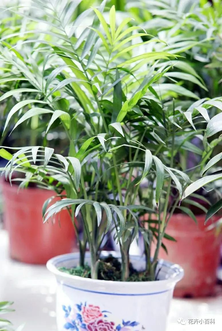 客廳養綠植適合什么花_客廳適合養植物_客廳適合養什么綠植