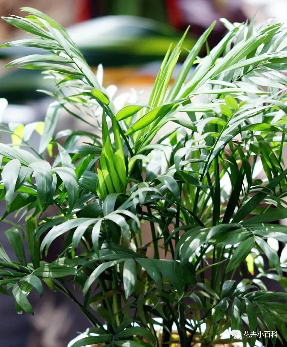 客廳適合養什么綠植_客廳適合養植物_客廳養綠植適合什么花