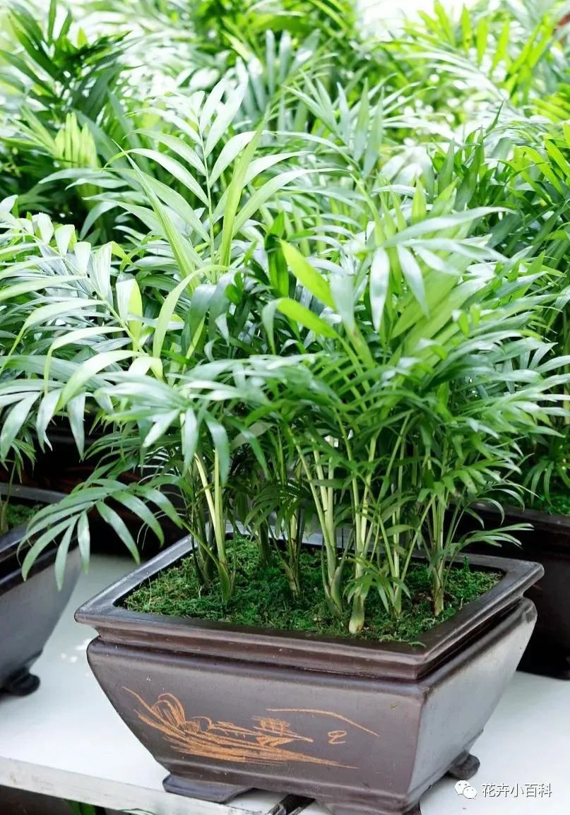 客廳適合養什么綠植_客廳適合養植物_客廳養綠植適合什么花