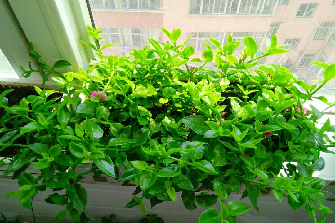 室內養花養什么花好_室內養適合花家好里養的植物_家里室內適合養什么花最好