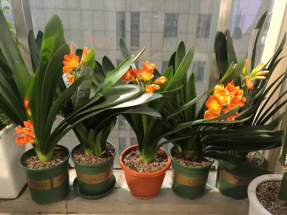 家里室內適合養什么花最好_室內養適合花家好里養的植物_室內養花養什么花好