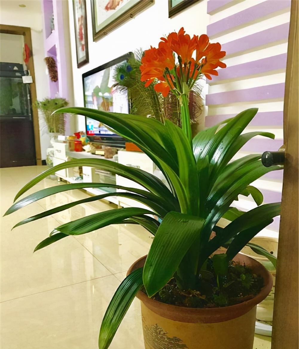 家里室內適合養什么花最好_室內養花養什么花好_室內養適合花家好里養的植物