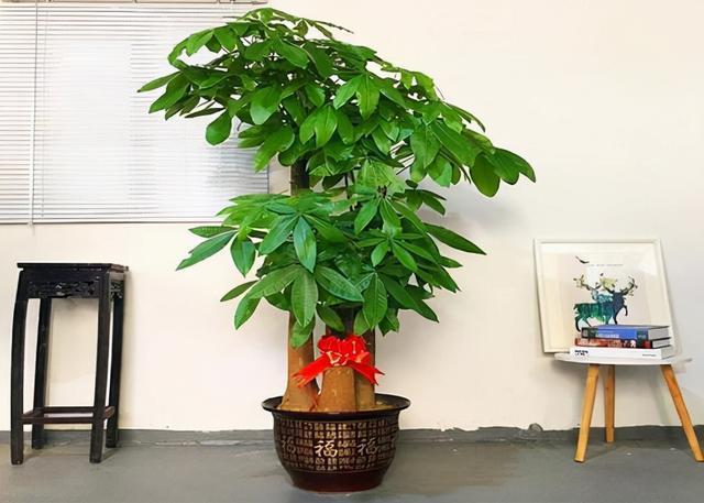 室內養適合花家好里養的植物_家里室內適合養什么花最好_室內養花養什么花好