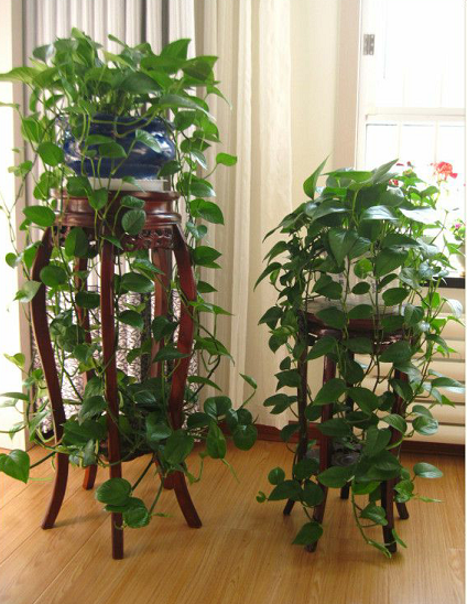 室內養適合花家好里養的植物_室內養花養什么花好_家里室內適合養什么花最好
