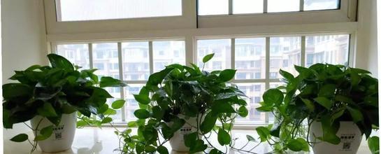 室內養花養什么花好_室內養適合花家好里養的植物_家里室內適合養什么花最好
