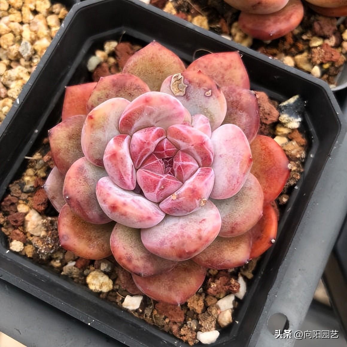 多肉植物的品種大全_大全品種植物多肉有哪些_大全品種植物多肉圖片