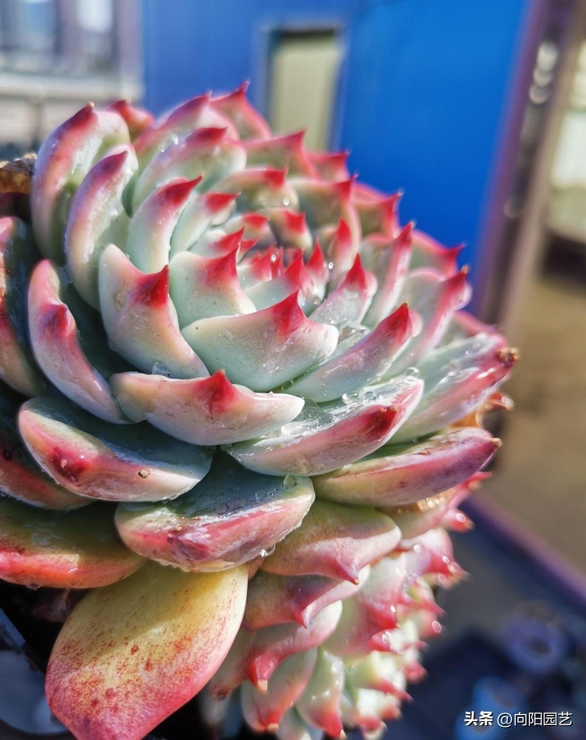 大全品種植物多肉圖片_大全品種植物多肉有哪些_多肉植物的品種大全