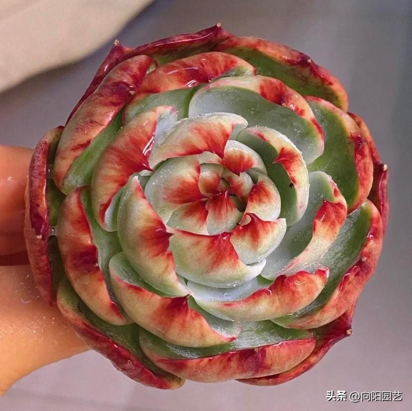 大全品種植物多肉圖片_多肉植物的品種大全_大全品種植物多肉有哪些