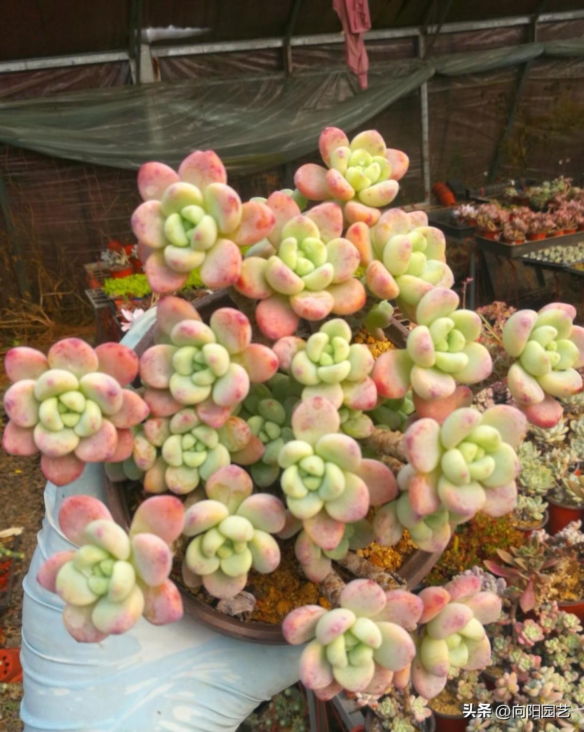 大全品種植物多肉圖片_多肉植物的品種大全_大全品種植物多肉有哪些