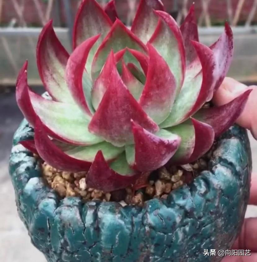 多肉植物的品種大全_大全品種植物多肉有哪些_大全品種植物多肉圖片