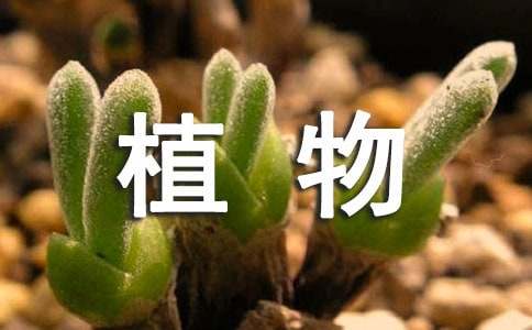 剛買的多肉植物怎么養詳細