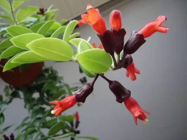 漂亮又好養(yǎng)的9種花，陽臺養(yǎng)幾盆，四季有花賞