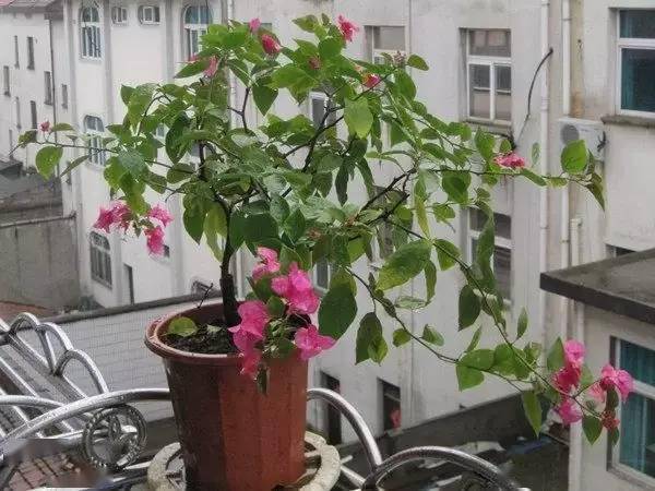 開花四季養活花好的植物_開花四季養活花好不好_一年四季都開花好養活的花