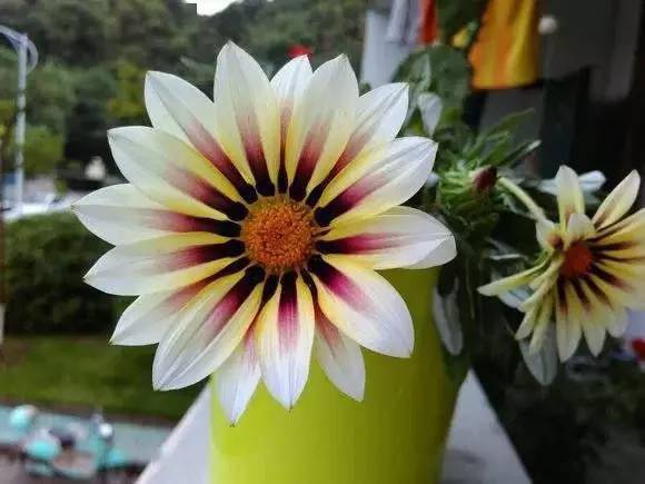開花四季養活花好的植物_一年四季都開花好養活的花_開花四季養活花好不好