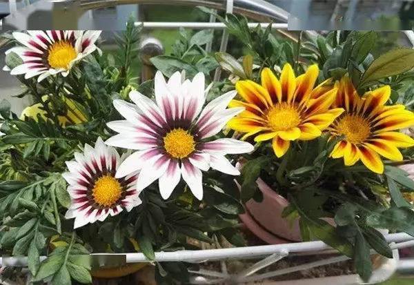 一年四季都開花好養活的花_開花四季養活花好的植物_開花四季養活花好不好