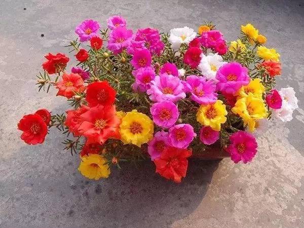 開花四季養活花好不好_一年四季都開花好養活的花_開花四季養活花好的植物
