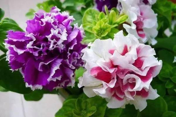 開花四季養活花好的植物_開花四季養活花好不好_一年四季都開花好養活的花