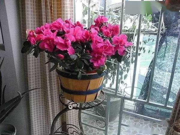 一年四季都開花好養活的花_開花四季養活花好的植物_開花四季養活花好不好