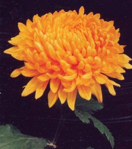 開花四季養活花好的植物_一年四季都開花好養活的花_開花四季養活花好不好