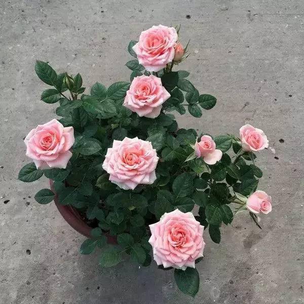 開花四季養活花好不好_一年四季都開花好養活的花_開花四季養活花好的植物