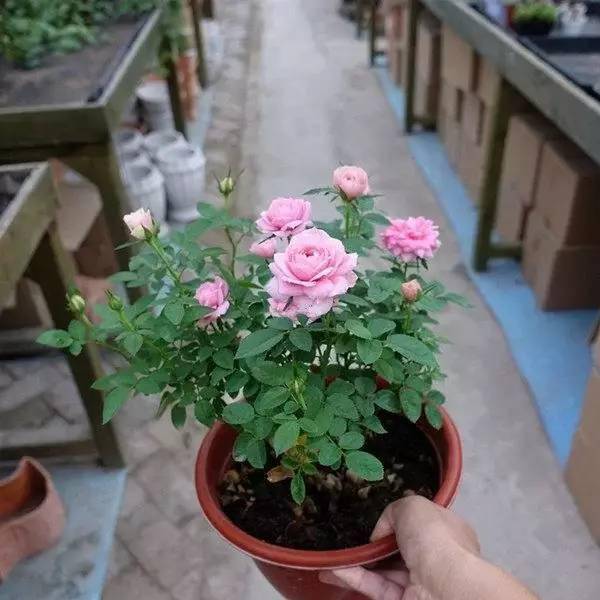 一年四季都開花好養活的花_開花四季養活花好不好_開花四季養活花好的植物