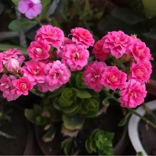一年四季都開花好養活的花_開花四季養活花好的植物_開花四季養活花好不好