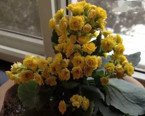 開花四季養活花好的植物_一年四季都開花好養活的花_開花四季養活花好不好