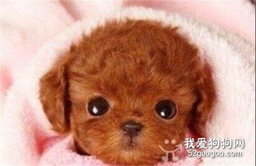 狗有眼屎滴什么眼藥水_狗眼屎多還粘眼睛用什么藥_眼睛粘藥狗眼屎用什么清洗
