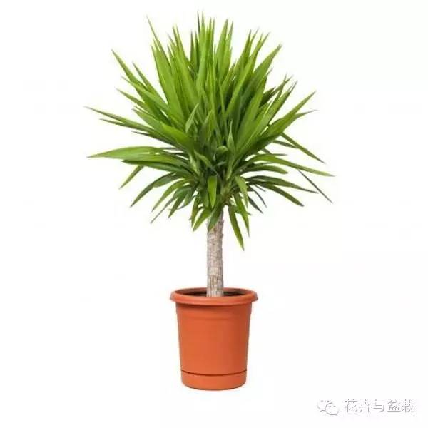 家中宜養(yǎng)植物有哪些_家里不宜養(yǎng)的花和植物_家里適合養(yǎng)植物