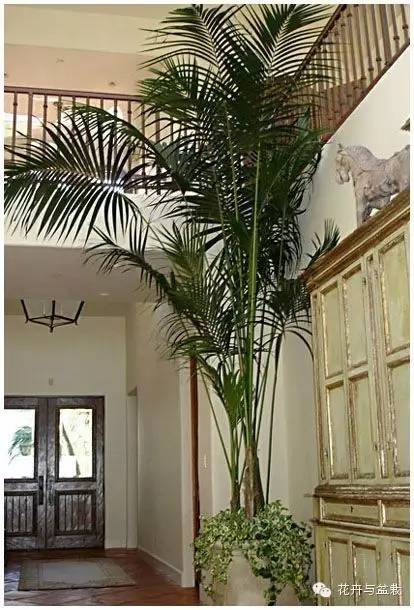 家中宜養(yǎng)植物有哪些_家里不宜養(yǎng)的花和植物_家里適合養(yǎng)植物