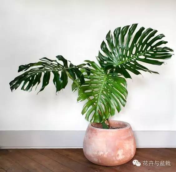 家里適合養(yǎng)植物_家里不宜養(yǎng)的花和植物_家中宜養(yǎng)植物有哪些