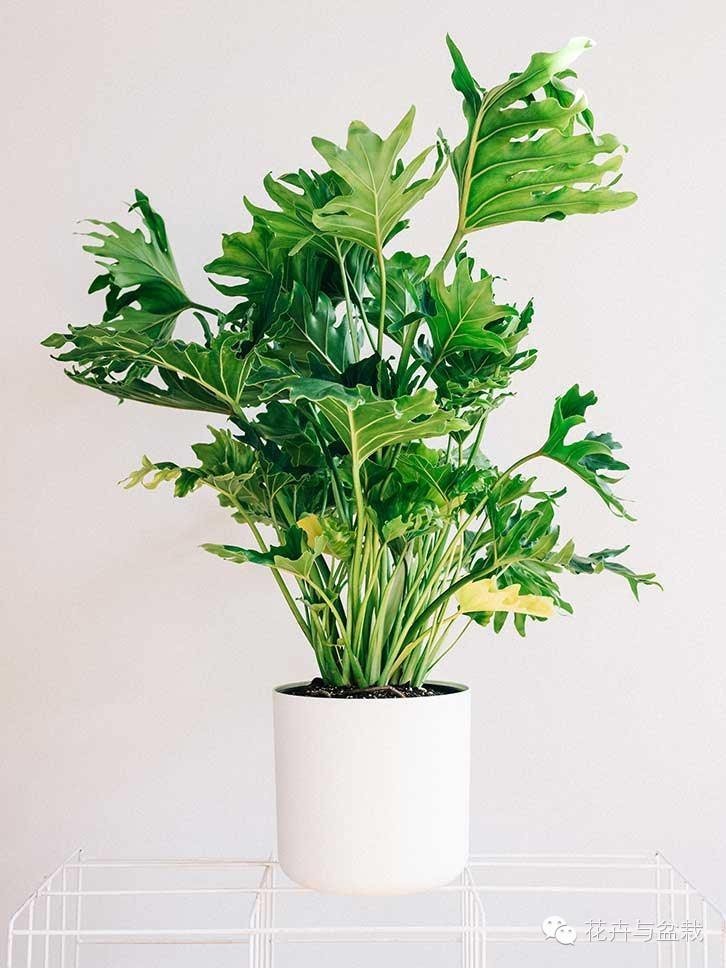 家里不宜養(yǎng)的花和植物_家里適合養(yǎng)植物_家中宜養(yǎng)植物有哪些