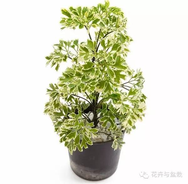 家里不宜養(yǎng)的花和植物_家里適合養(yǎng)植物_家中宜養(yǎng)植物有哪些