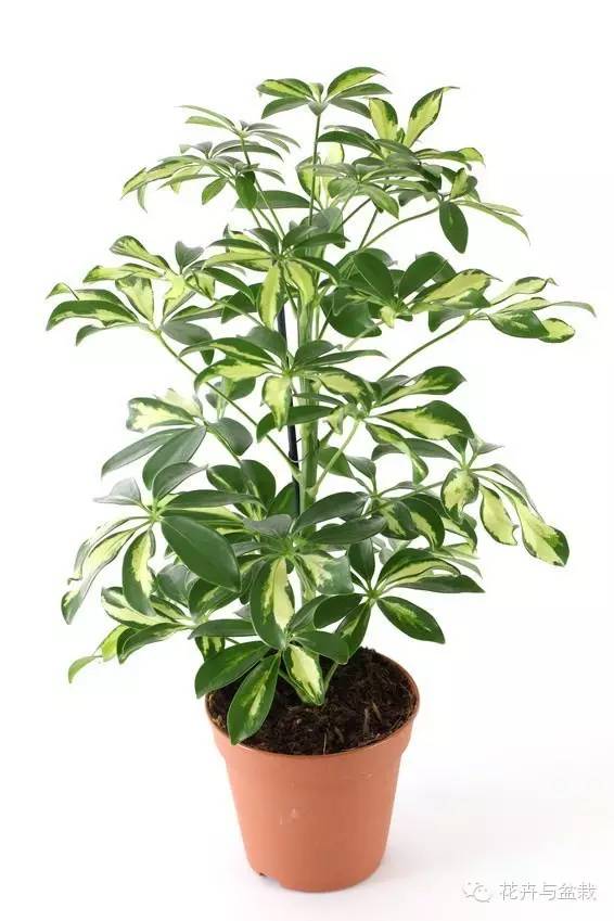 家里不宜養(yǎng)的花和植物_家里適合養(yǎng)植物_家中宜養(yǎng)植物有哪些