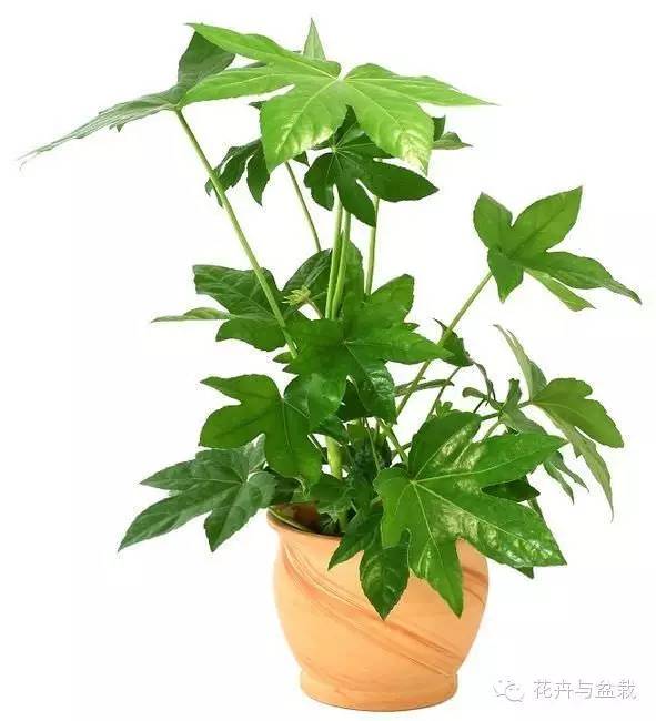 家中宜養(yǎng)植物有哪些_家里適合養(yǎng)植物_家里不宜養(yǎng)的花和植物
