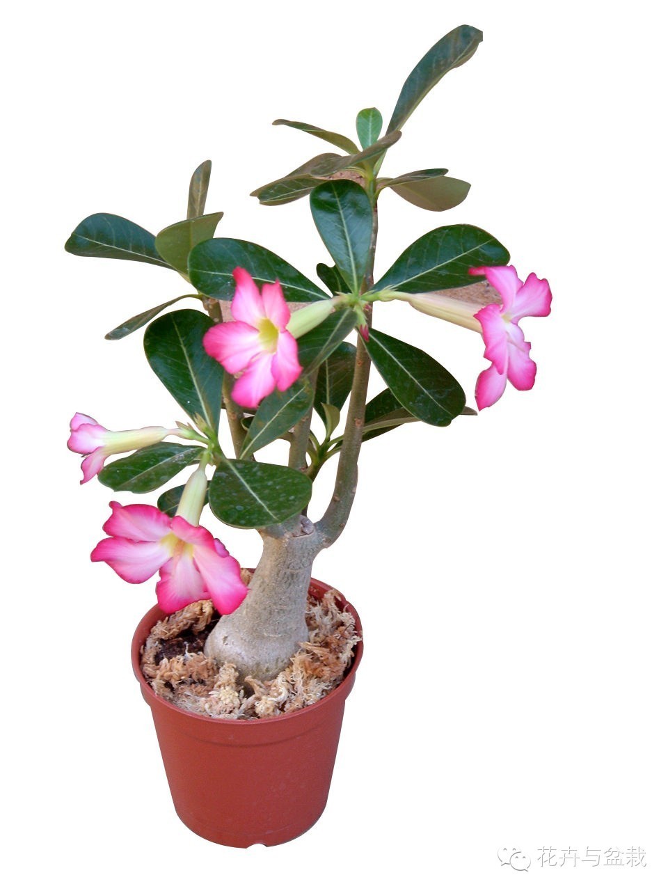 家里適合養(yǎng)植物_家中宜養(yǎng)植物有哪些_家里不宜養(yǎng)的花和植物